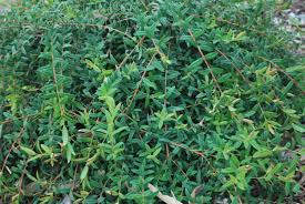 Image result for Melaleuca hypericifolia
