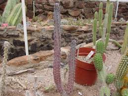 Image result for Pycreus aethiops