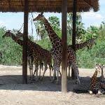 Gladys Porter Zoo Brownsville South Padre Island Zoo