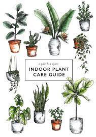 How To Care For Indoor Plants A Pair A Spare Indoor Plant Care Guide Indoor Plant Care Plants