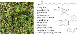 Image result for Triumfetta welwitschii