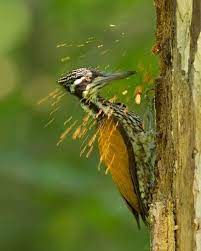 bird panosundaki pin