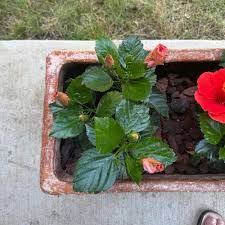 Image result for Hibiscus panduriformis