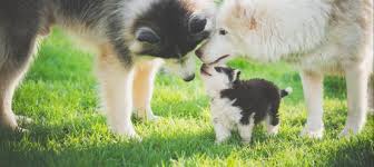 In case of a puppy deposit contract, if the. The Puppy Contract For Responsible Puppy Breeding And Buying