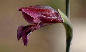 Image result for Gladiolus unguiculatus