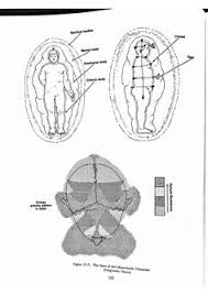 20 Hands Of Light Book Ideas Hands Of Light Energy Field Energy Healing