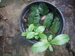 Image result for Psychotria cinerea