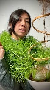 Image result for Bowiea volubilis