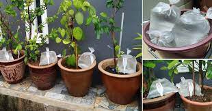 Daun yang sudah berwarna jenuh dan menua segera anda pangkas agar tanaman sirih belanda cepat menumbuhkan daun yang. Tinggalkan Bungkusan Air Dalam Pasu Tip Supaya Tanaman Tak Layu Bila Balik Kampung Vanilla Kismis