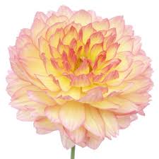 Pink is a bold choice when it comes to design, and it's not for everyone. Dahlia Flower Pink And Yellow Sunset Fiftyflowers Com