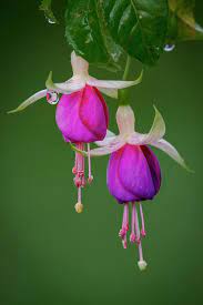 Fuchsia Flower Nuwara Eliya 2012 By Hitendra Sinkar Fuchsia Flower Flowers Amazing Flowers