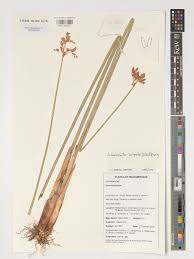 Image result for Schoenoplectus scirpoides