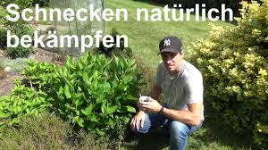Vom basilikum kaum mehr was übrig ist. Schnecken Bekampfen Hausmittel Salat Vor Schnecken Schutzen Super Mittel Gegen Schnecken Im Garten Youtube