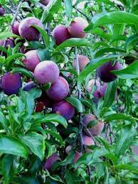 Care Of Plum Tree Tips On How To Grow A Plum Tree Growing Fruit Trees Fruit Garden Tree Care