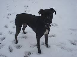 Black And White Pit Bull Boxer All Black Pit Boxer Mix Pit Face With A Stub Tail Like A Boxer 3 Pitbull Boxer Pitbull Boxer Mix Boxer Pit Mix