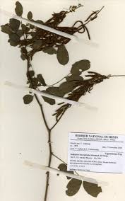 Image result for Indigofera brevifilamenta