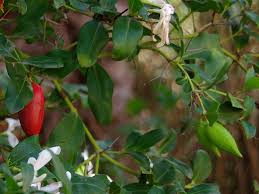 Image result for Carissa praetermissa