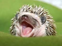 115 Adorable Pictures Of Animal Yawns Yawning Animals Baby Hedgehog Cute Baby Animals