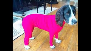 Get Your Dog A Onesie And Keep Pet Hair At Bay Wcnc Com