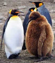 L Austral St Andrews Georgie Du Sud Penguins Animals Wild Pet Birds