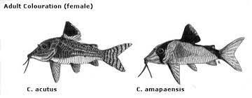 How many corydoras catfish should i get? Fry Patterns In The South American Catfish Genus Corydoras