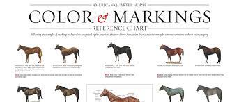 Quarter Horse Markings And Color Genetics Aqha