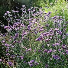 Image result for Vernonia centaureoides
