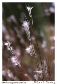 Image result for Andropogon eucomus