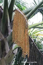 Image result for Chironia flexuosa