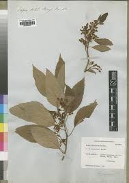 Image result for Maesa lanceolata