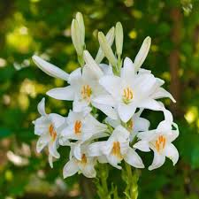Tanaman hias bunga bakung, bunga amarilis merah,amaryllidaceae,amaryllis. 13 Jenis Bunga Lily Yang Cocok Untuk Menghias Taman Rumahmu