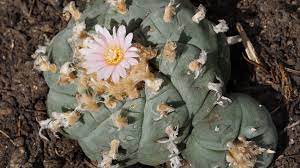 It's also known for fostering. The Native American Church And Peyote Ceremonies