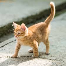 Pictures of puppies and kittens. Puppy Kitten Vet In Bellevue