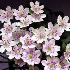 May 27 at 1:00 am ·. White Hepatica Anemone Hepatica Anemone Flower Anemone