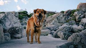 Golden Retriever Chow Chow Mix Golden Chow Breed Information