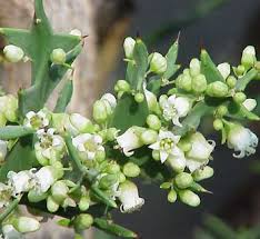 Image result for Colletia