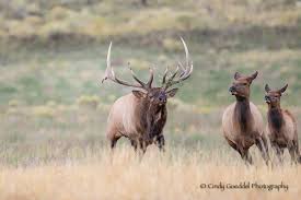 Rocky mountain cow elk cow review and use. Bull Elk Rut Chasing Cows Goeddel Photography Cindy Goeddel Photography Llc