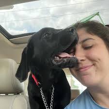 Hank Bennett (@hank.the.white.lab_) • Instagram photos and videos