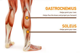 8 Exercises For The Best Calves Workout Openfit Calf Exercises Calf Anatomy Sore Calf Muscle