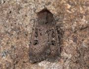 Image result for Graphiphora augur