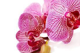 Orchid 1 Flower Meanings Orchid Flower Arrangements Orchid Flower