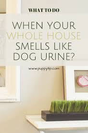 Planet urine's urine odor detector backlight helps you locate invisible sources of urine odors in hard wood floors. 8 Best Remove Dog Urine Smell From Hardwood Floors Ideas Dog Urine Urine Smells Hardwood Floors