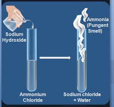 Study Of Compounds Ammonia Solutions For Icse Board Class 10 Chemistry  (Concise - Selina Publishers)