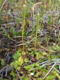 Image result for Lycopodiella caroliniana