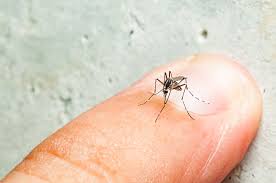 Most bites result in mild symptoms around the area of the bite. Can Mosquitoes Transmit 2019 Novel Coronavirus Covid 19 San Gabriel Valley Mvcd