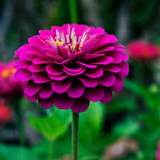Flowers that start with letter z. Flowers That Begin With Z A To Z Flowers