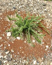 Image result for Pentzia incana