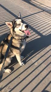Via Adli Kullanicinin Animals Panosundaki Pin Hayvanlar Kopek Hayvan
