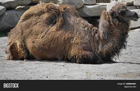 There are two types of camels: Camel Lying Down Image Photo Free Trial Bigstock