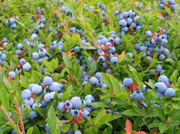 Wild Blueberries vs. Cultivated Blueberries: What's the Difference? | RD.ca